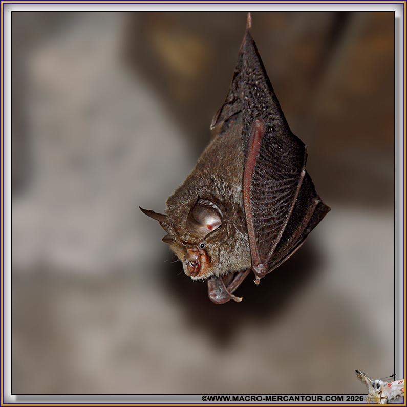 Petit Rhinolophe